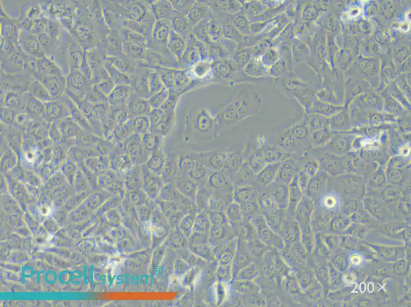 HT-1080 [HT1080] Cell Complete Medium - small - 5