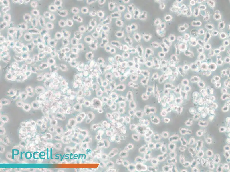 Mono-Mac-6 Cell Complete Medium - small - 6