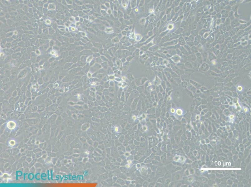 TE-5 Cell Complete MediumTE-5 Cell Complete Medium - 3