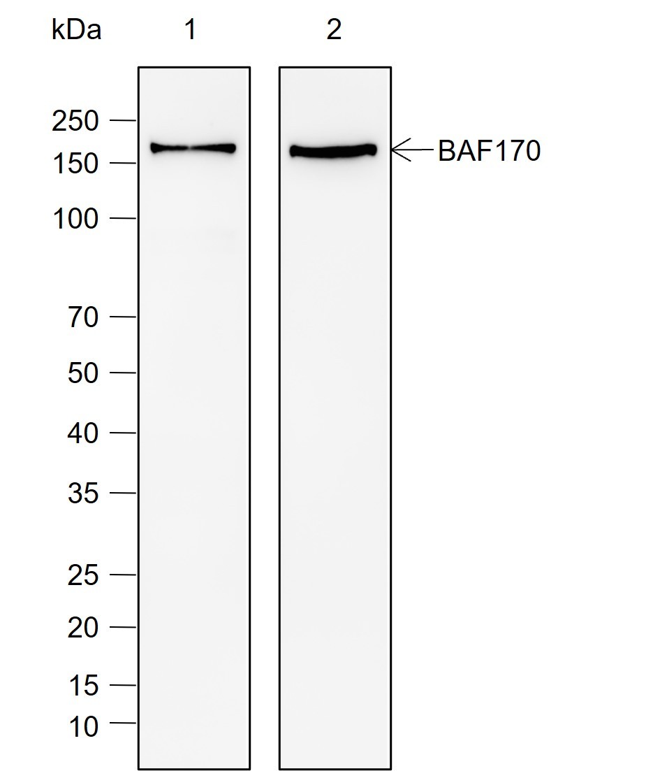 Recombinant SMARCC2/BAF170 Monoclonal Antibody-searchlist-1