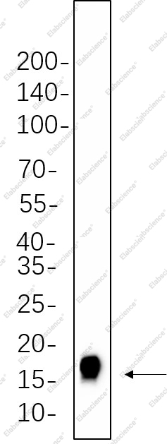 Recombinant Histone H3 (Tri Methyl Lys27) Monoclonal Antibody - 1