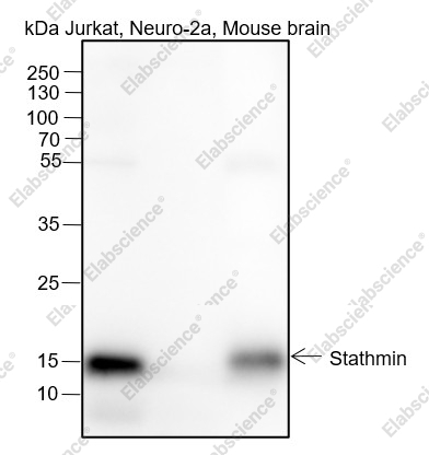 Recombinant Stathmin Monoclonal Antibody - 1