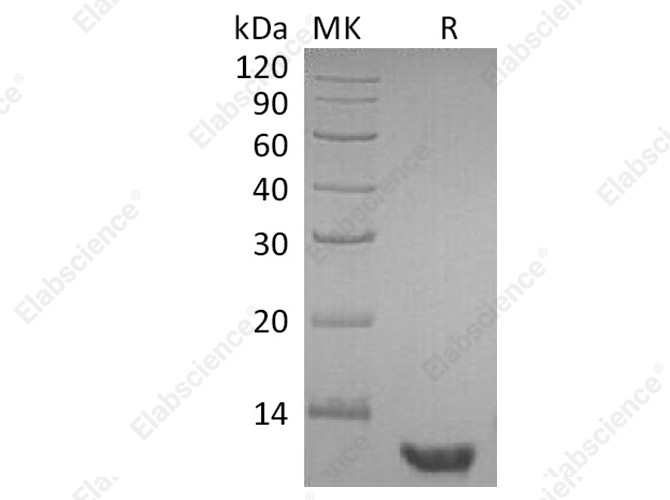 Recombinant Human EGF Protein - 1