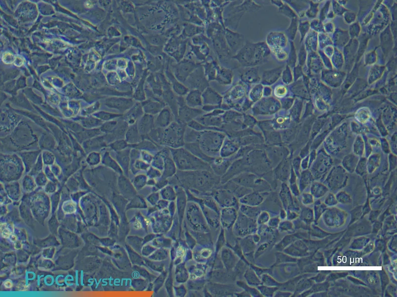 Rat Epiphyseal Chondrocyte Complete Medium - 6