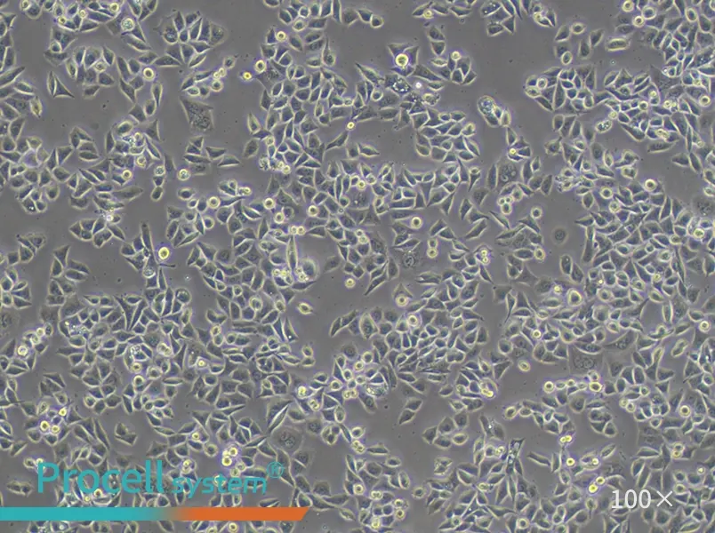 AGS Cell Complete Medium - 1