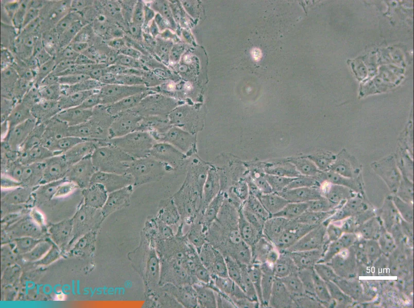PED Cell Complete Medium - small - 5
