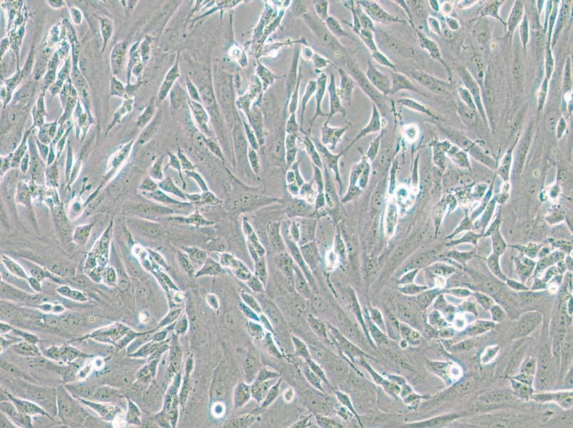 SK-N-SH Cell Complete Medium - small - 6