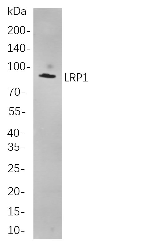 Recombinant LRP1 Monoclonal Antibody-searchlist-1