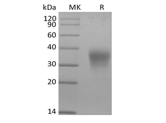 Measured in a cell proliferation assay using TF1 human erythroleukemic cells. The ED50 for this effect is 0.35 ng/mL.