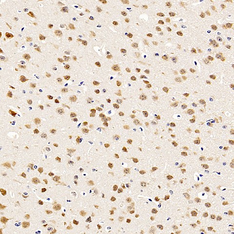 Immunohistochemistry analysis of paraffin-embedded mouse brain  using RBFOX3 Polyclonal Antibody at dilution of 1:500.