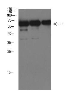 Western Blot analysis of Luciferase protein using Luciferase Monoclonal Antibody at dilution of 1:1000.