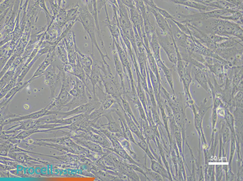 Human Embryonic Lung Fibroblast Complete Medium - 6
