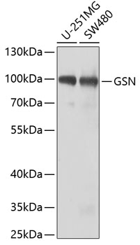 Western blot analysis of extracts of various cell lines using GSN Polyclonal Antibody at dilution of 1:1000.