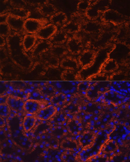 Immunofluorescence analysis of Rat kidney using CDH16 Polyclonal Antibody at dilution of 1:100 (40x lens). Blue: DAPI for nuclear staining.