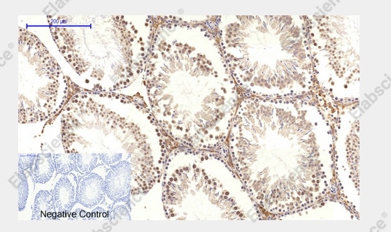 c-Myc Polyclonal Antibody - 2