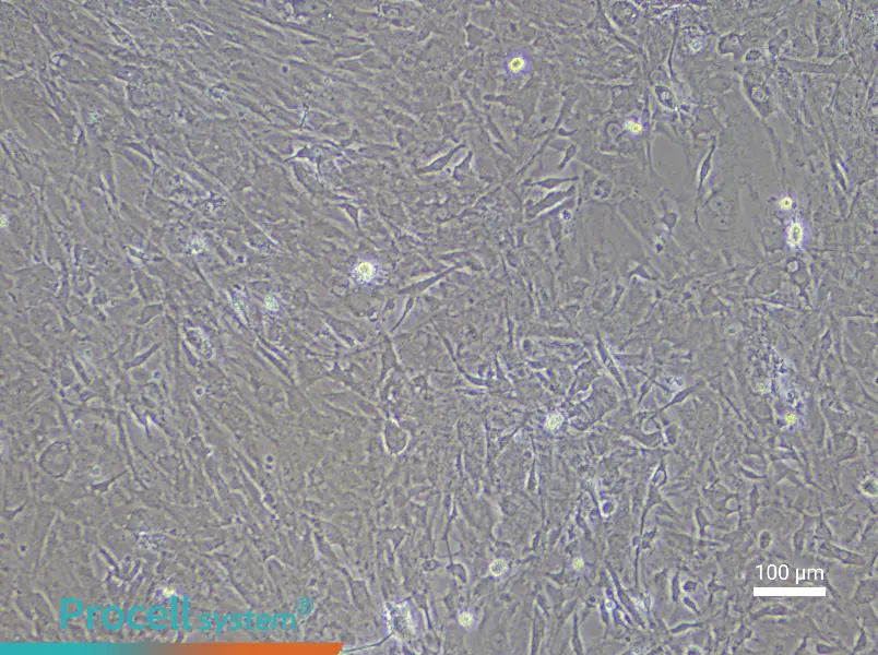 Mouse Meningeal Cell Complete Medium - 3