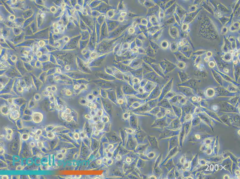 Calu-6 Cell Complete Medium - 4