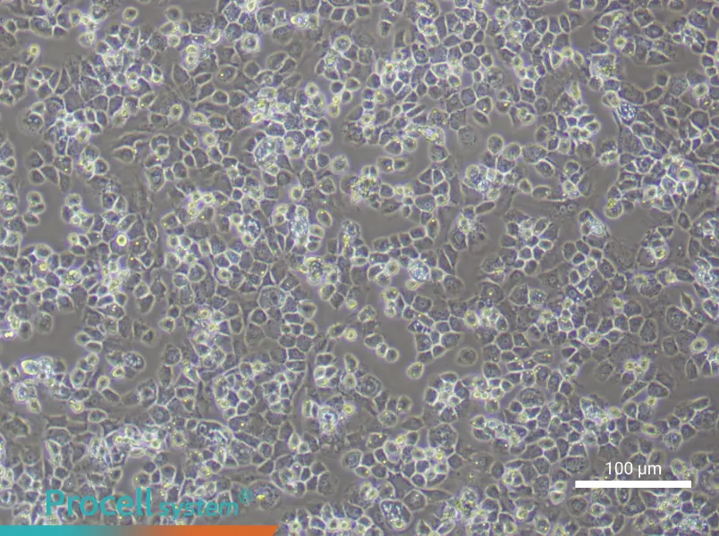 Mouse Nucleus Pulposus cells - 1