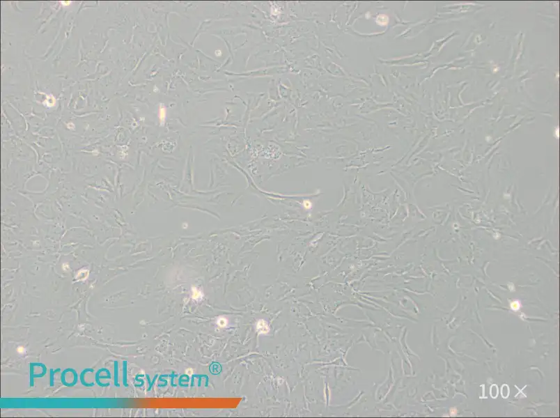NCI-H196NCI-H196 - 2