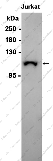 Recombinant PI3-Kinase catalytic subunit alpha Monoclonal Antibody - 2