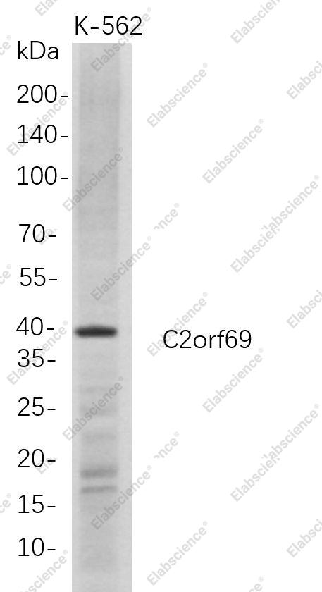 Recombinant C2orf69 Monoclonal Antibody - 1