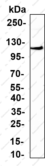 Recombinant CD130/gp130 Monoclonal Antibody - 1