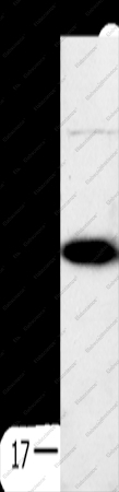 SPARC Polyclonal Antibody - 1