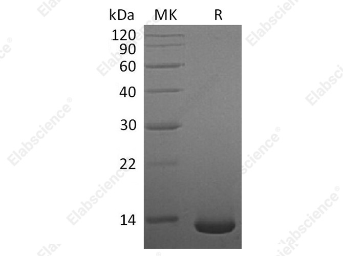 Recombinant Human/Mouse/Rat BMP-2 Protein - 1