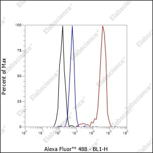Recombinant Thyroglobulin Monoclonal Antibody - 3