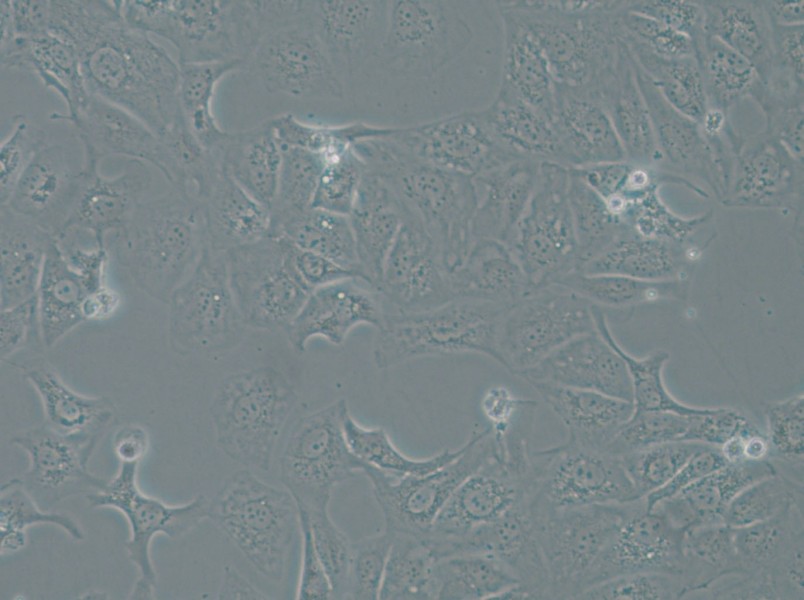 OAW42 Cell Complete Medium - 6