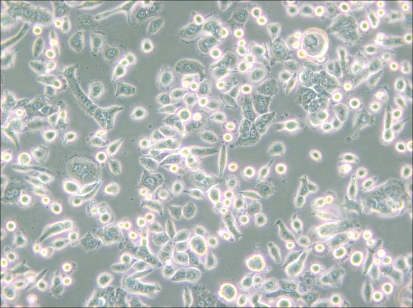 AsPC-1 Cell Complete Medium - 4