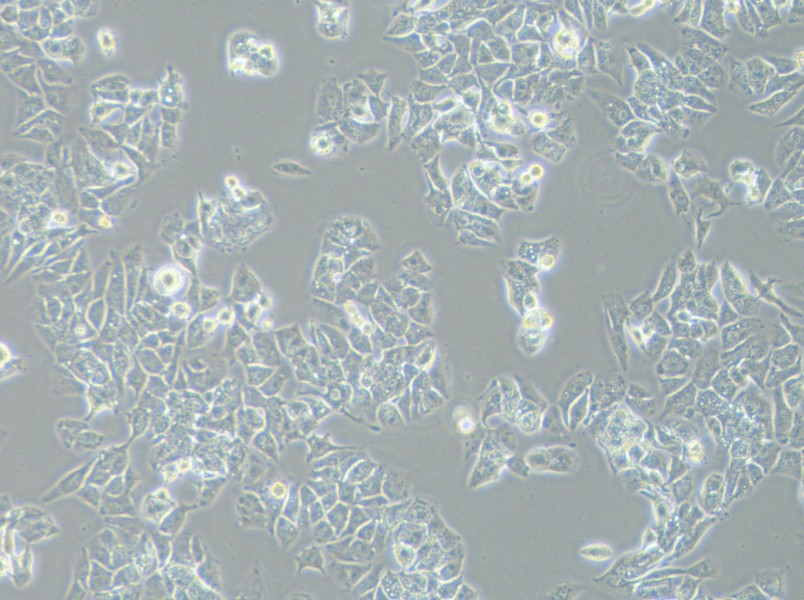 HCCLM3 Cell Complete MediumHCCLM3 Cell Complete Medium - 2
