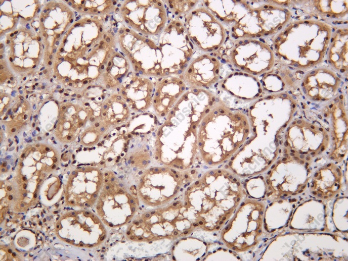 Recombinant RPA70 Monoclonal Antibody - 1