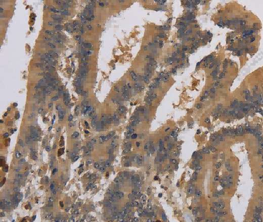KCNA7 Polyclonal Antibody - 3