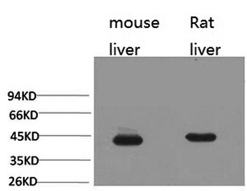 Western Blot analysis of 1) Mouse liver, 2) Rat liver with HAO1 Monoclonal Antibody.