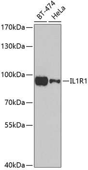 Western blot analysis of extracts of various cell lines using IL1R1 Polyclonal Antibody at dilution of 1:1000.