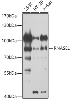 Western blot analysis of extracts of various cell lines using RNASEL Polyclonal Antibody at 1:1000 dilution.