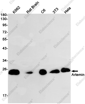 Recombinant Artemin Monoclonal Antibody - 1