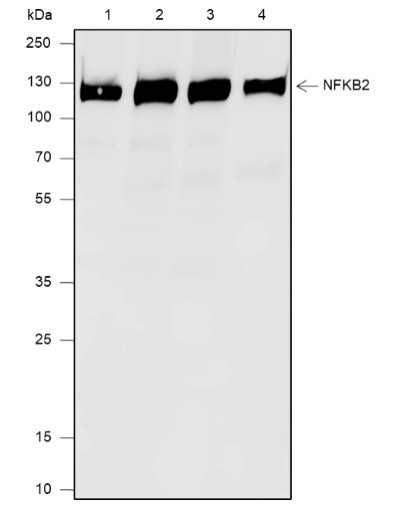 Recombinant NF-kB2 p100/p52 Monoclonal Antibody-searchlist-1