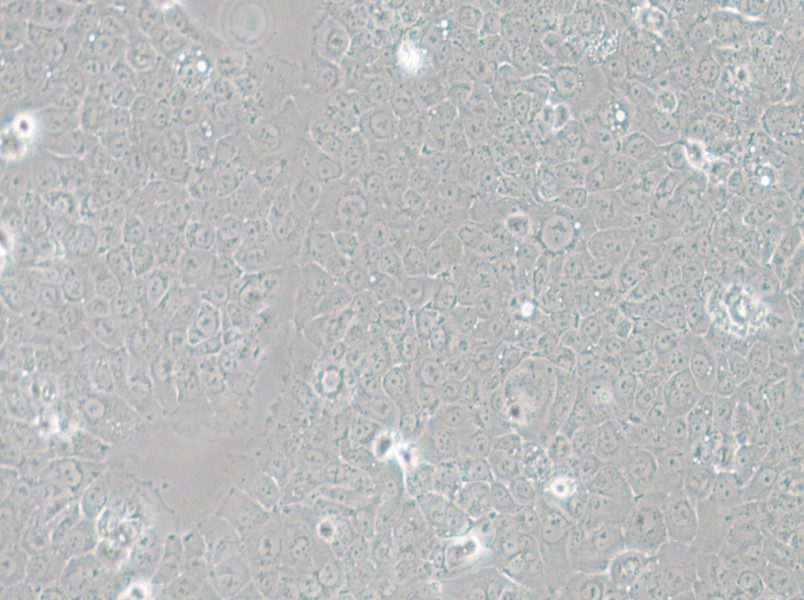 TE-12 Cell Complete Medium - small - 6