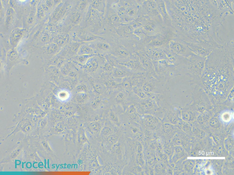 NCI-H2052NCI-H2052 - 6