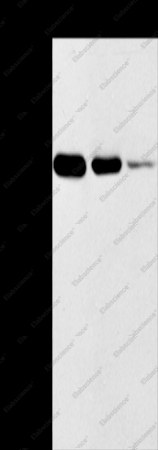 TMPRSS11F Polyclonal Antibody - 1