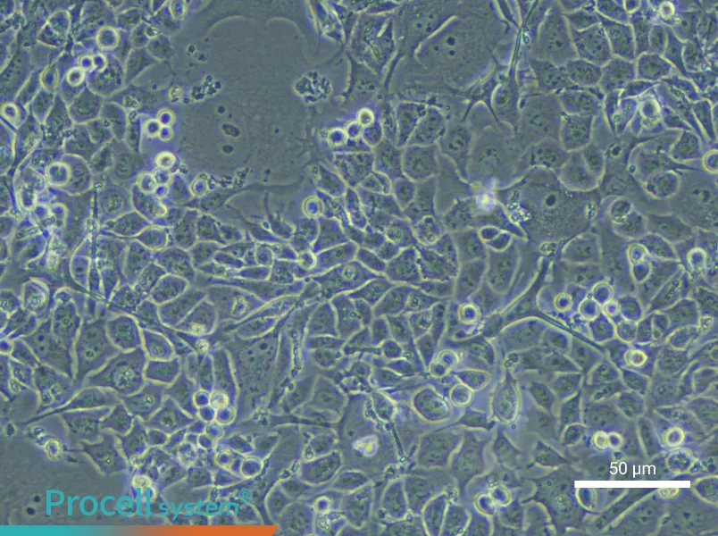 Human Bronchial Epithelial Cell Complete Medium - small - 6