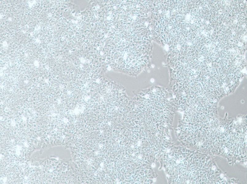 H1 Cell Complete MediumH1 Cell Complete Medium - 3