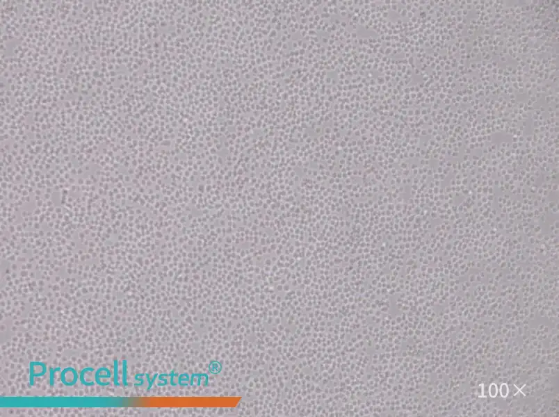 SU-DHL-8 Cell Complete MediumSU-DHL-8 Cell Complete Medium - 3