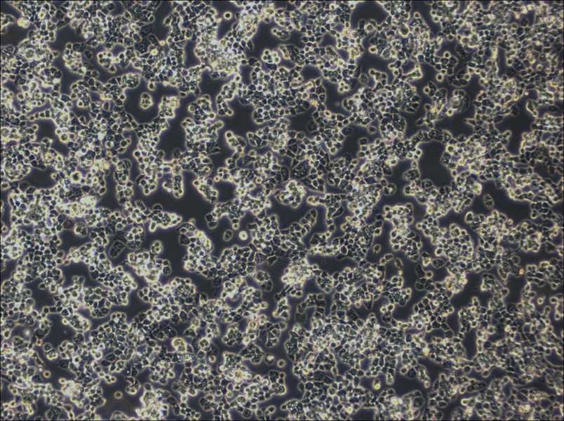 COV434 Cell Complete Medium-searchlist-1