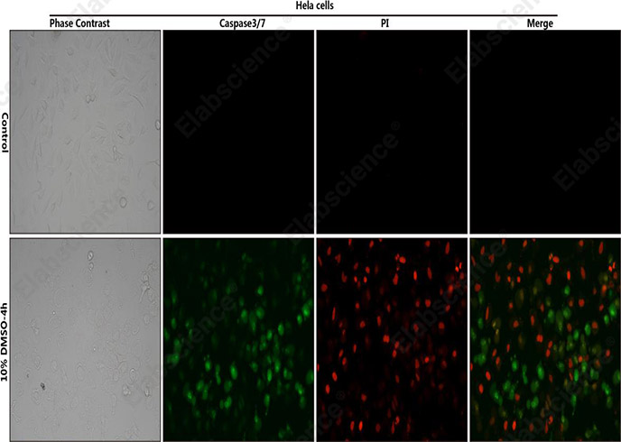 Caspase 3/7 and PI Double Staining Kit-1