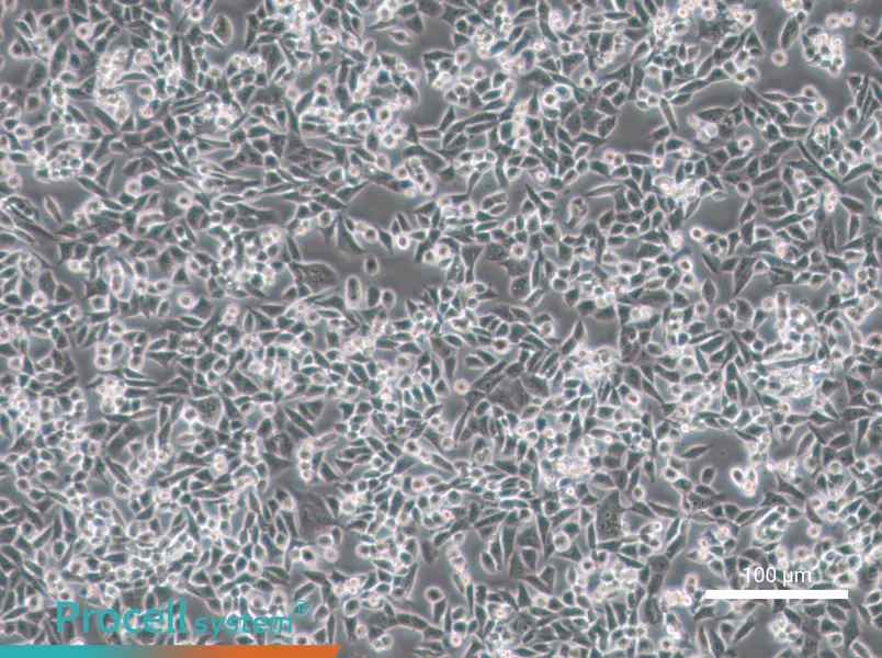 4T1 Cell Complete Medium - 2