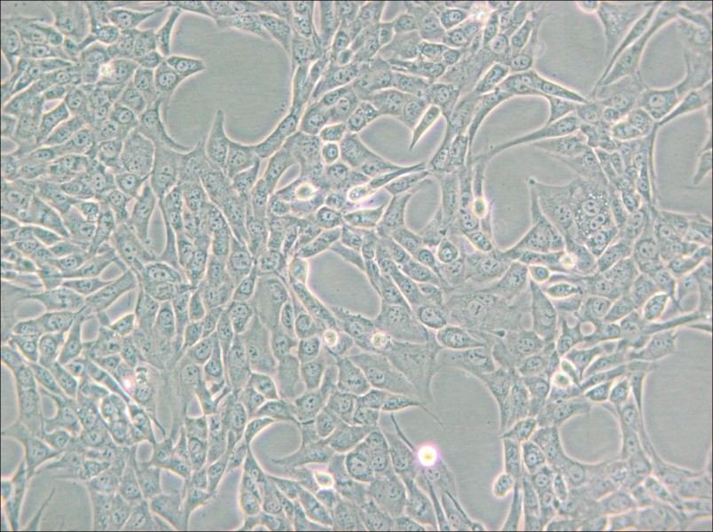 GC-1 spg Cell Complete Medium - 5