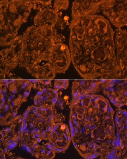 Immunofluorescence analysis of Human placenta using CD34 Polyclonal Antibody at dilution of  1:100. Blue: DAPI for nuclear staining.